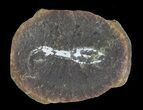 Didontogaster Fossil Worm (Pos/Neg) - Mazon Creek #70588-2